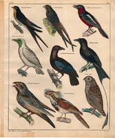 Állatok (74), litográfia 1843, állat, madár, bagoly, fecske, lappantyú, bagolyfecske, harangozómadár