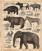 Állatok (91), litográfia 1843, állat, orrszarvú, elefánt, zebra, tapír, víziló, varacskosdisznó