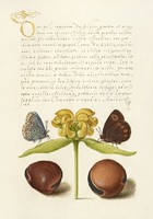 Medieval botanical illustration ornate handwriting butterfly Jerusalem sage beans 16. Manuscript reprint