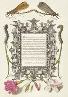 Medieval calligraphy decoration Latin text dragonfly carnation caterpillar 16. Manuscript reprint print