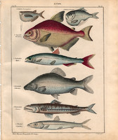 Állatok (54), litográfia 1843, állat, hal, ezüst baltahasú lazac serrasabno, citharinus, ezüst színű