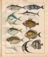 Állatok (50), litográfia 1843, állat, hal, kalauzhal, tükörhal, makréla, denevérhal, unikornishal