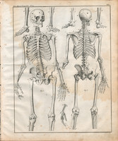 Anatómia (1), egyszín nyomat 1843, ember, emberi, test, csont, koponya, csontváz, csont, gerinc