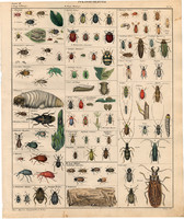 Állatok (41), litográfia 1843, állat, rovar, bogár, cincér, takácscincér, földi bolha, díszbogár
