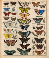 Állatok (39), litográfia 1843, állat, rovar, lepke, pillangó, gyászlepke, atalantalepke, busalepke