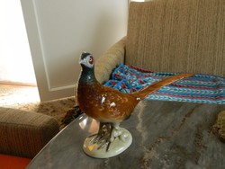 Large royal dux pheasant