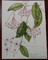 Varga emma: wax flower - botanical watercolor