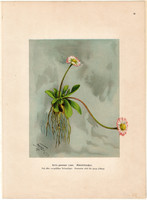 Százszorszép, litográfia 1903, eredeti, növény, nyomat, Bellis Perennis, gyógynövény, virág