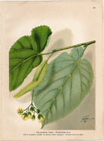 Nagylevelű hárs, litográfia 1903, eredeti, növény, nyomat, Tilia Grandifolia, gyógynövény, virág