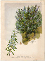 Rozmaring, litográfia 1903, eredeti, növény, nyomat, Rrosmarinus Officinalis, gyógynövény, virág