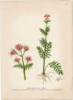 Medical catnip, lithograph 1903, original, plant, print, valeriana officinalis, herb
