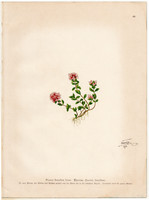 Narrow thyme, lithograph 1903, original, plant, print, thymus serpillum, herb