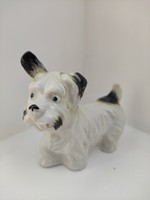 Flawless porcelain fox dog with an extremely charming ear sharpener