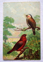 Antik grafikus üdvözlő képeslap  egzotikus madarakkal