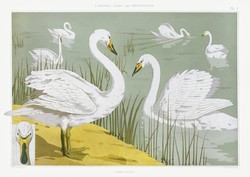 Maurice pillard verneuil - swans - reprint