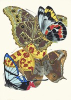 Emile séguy - butterflies 15. - Canvas reprint on blindfold