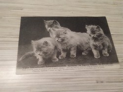Antik képeslap. Cicák.