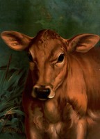 Thaddeus welch - calf head - canvas reprint
