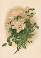 Thaddeus welch - rose - canvas reprint