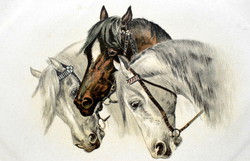 Antik A&M B. litho üdvözlő képeslap  hármas ló portré