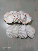 Original shell bowls 12 pcs.