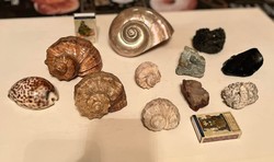 6 Shells + 5 minerals