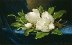 Martin heade - magnolias - canvas reprint