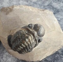Trilobita - ős rák fosszília./ 450 millió év.