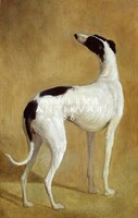 Jacques Laurent Agasse (1767-1849) Agár, reprint kutyás nyomat, kutya whippet fekete-fehér