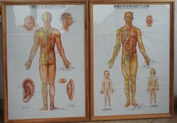 The new wall map of meridians and points of acupuncture and Tuina - Hatalmas akupunkturás térkép pár