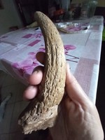 Valodi Szarv Csont