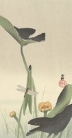Ohara ram - dragonfly and lotus - blind canvas reprint