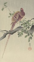 Ohara Koson - Rézfácán - vakrámás vászon reprint