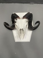 Valódi koponya kos hím fali dekoráció festett valódi csont