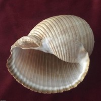 Óriás csigaház kagyló