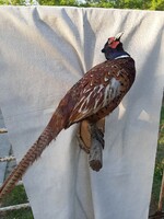 Flawless prepared pheasant on a tree branch
