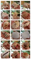Tengeri csiga kagyló korall es csillag csomag 15 darabos