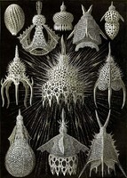 Fosszília kövület geometrikus állati forma minta Haeckel 1904 vintage zoológiai illusztráció reprint
