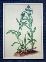 Régi német képeslap A. Dürer  Réti növények  nefelejcs  metszet után