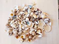 1385 gramm szép, teljes csiga és kagyló gyűjtemény
