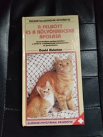 Caring for adult and kitten cats - kittens - cats.