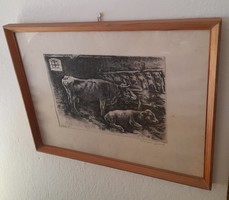József Korusz - etching - the cattle