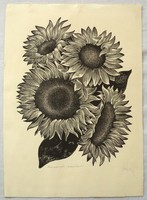 Molnár c. Paul - sunflowers
