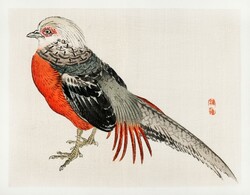 Kono bairei - golden pheasant - canvas reprint