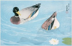 Haschiguchi - wild ducks in the water - canvas reprint