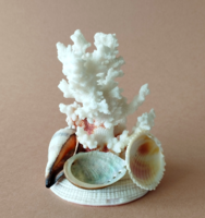 White sea coral - sea shells - ornament