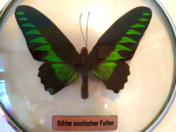 Gyönyörű pillangó két üveglap között