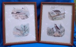 Framed bird pictures