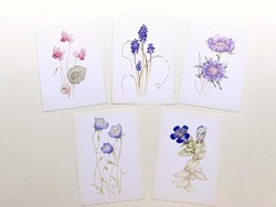 Ilona Richter botanical series