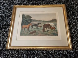 Old equestrian print behind glass 80x66 cm.